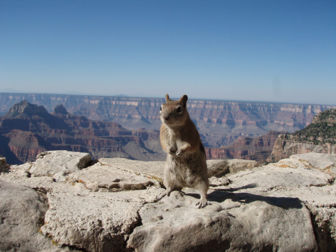 Cheeky squirrel sitting on the rock ledge of the overlook to the Grand Canyon