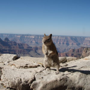 Cheeky squirrel sitting on the rock ledge of the overlook to the Grand Canyon